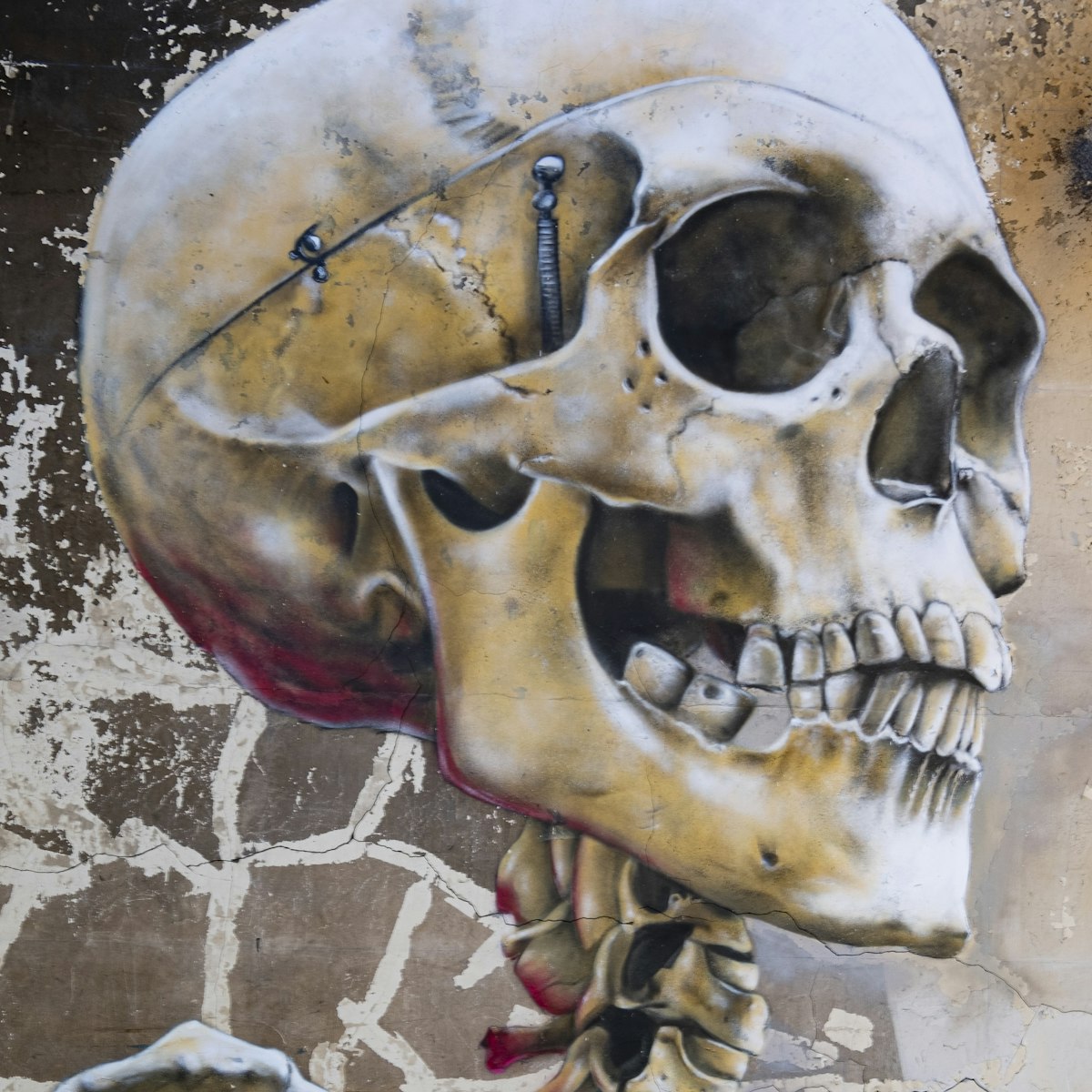 Skull collection square