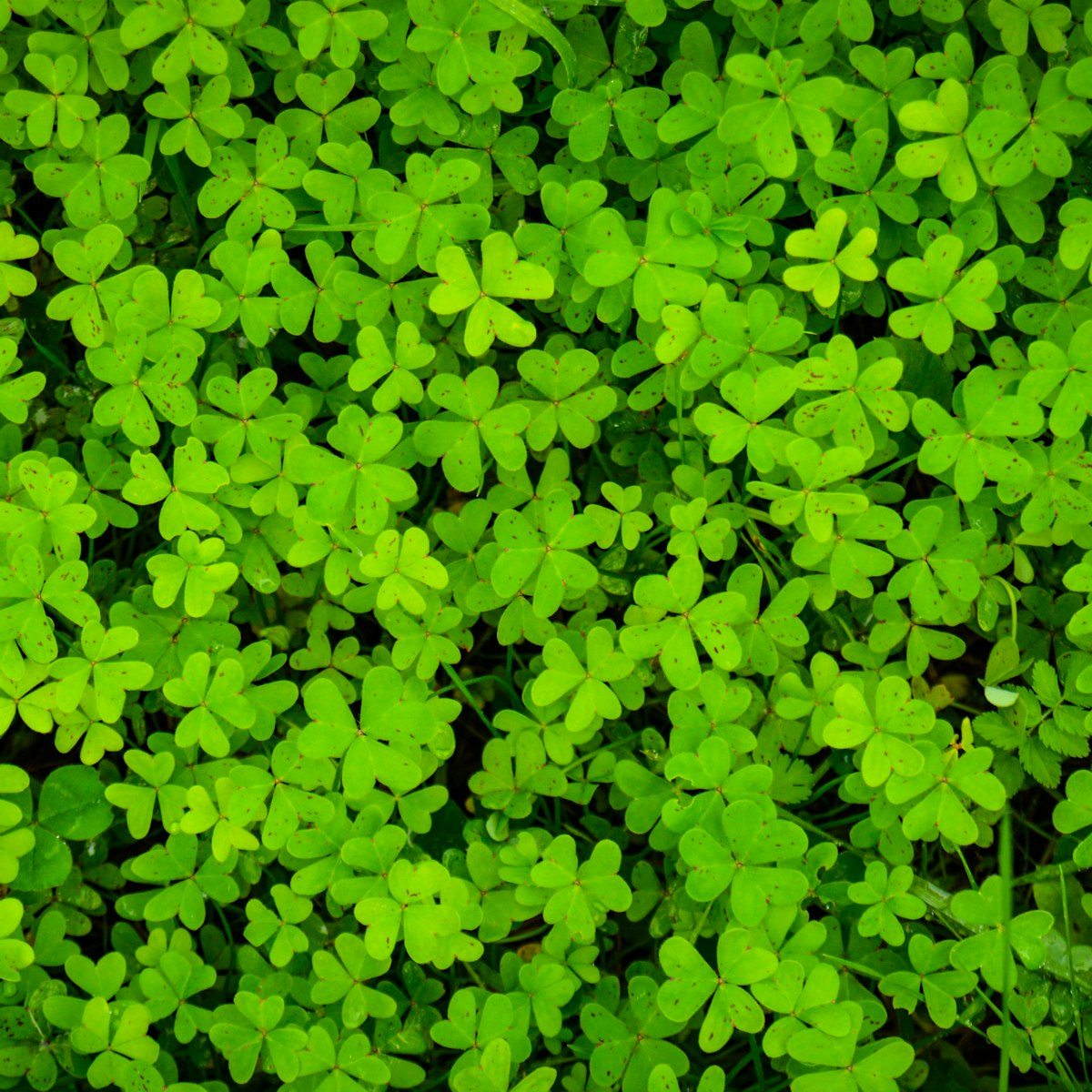 St Patrick's day collection square