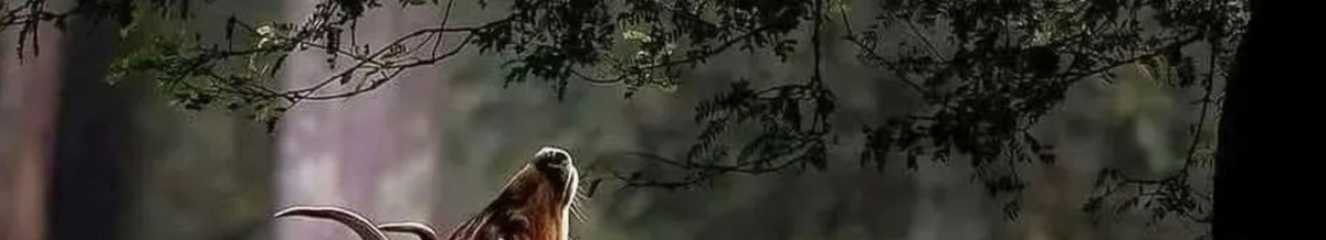 Animal collection banner