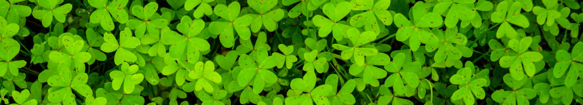 St Patrick's day collection banner